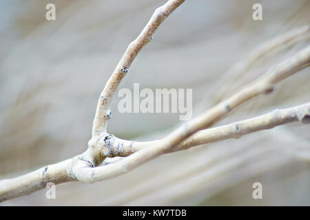 I rami degli alberi senza foglie Foto Stock
