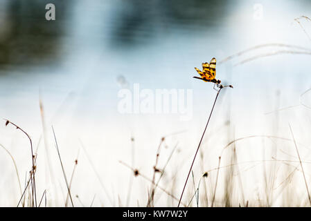 Dragonfly in Everglades della Florida Foto Stock