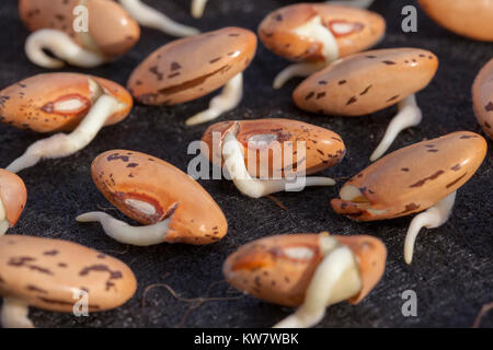 Chitting runner semi di fagiolo sul vassoio Foto Stock