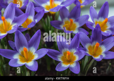 Il lilla e giallo primavera fioriture di crochi in close-up nel giardino. Foto Stock
