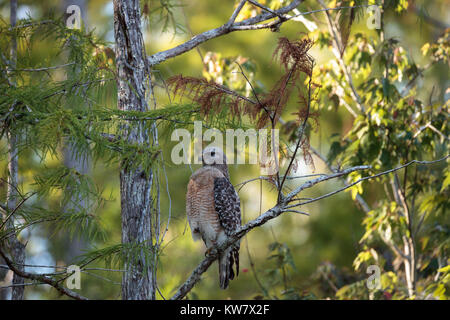 Con spallamento rosso Hawk Buteo lineatus caccia la preda nella palude cavatappi santuario di Naples, Florida Foto Stock