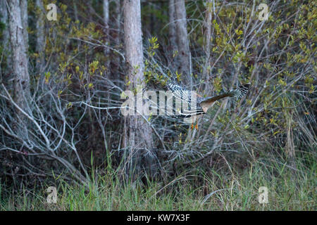 Con spallamento rosso Hawk Buteo lineatus caccia la preda nella palude cavatappi santuario di Naples, Florida Foto Stock