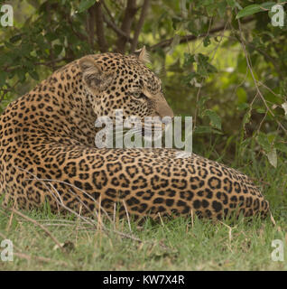 Unica donna leopard (Panthera pardus) giacenti in erba e guardando a destra Foto Stock