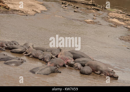 Ippopotamo (Hippopotamus amphibius) pod in fiume di Mara nel Masai Mara Foto Stock