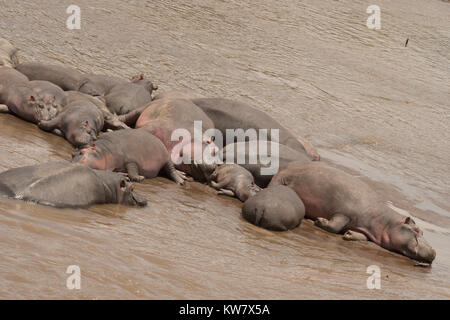 Ippopotamo (Hippopotamus amphibius) pod in fiume di Mara nel Masai Mara Foto Stock