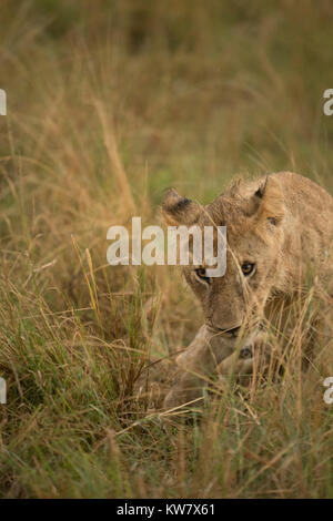 Lion cub (Panthera leo) accovacciato sotto la pioggia in Masai Mara Game Reserve in Kenya Foto Stock