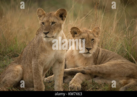 Lion (Panthera leo) cubs giocare sotto la pioggia in Masai Mara Game Reserve in Kenya Foto Stock