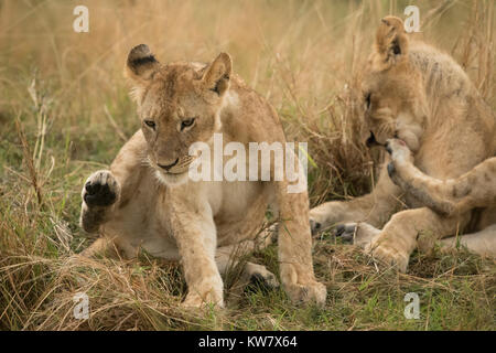 Lion (Panthera leo) cubs giocare sotto la pioggia in Masai Mara Game Reserve in Kenya Foto Stock