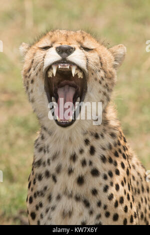 Ritratto di colpo di testa di una femmina adulta di ghepardo (Acinonyx jubatus) nel Masai Mara Foto Stock