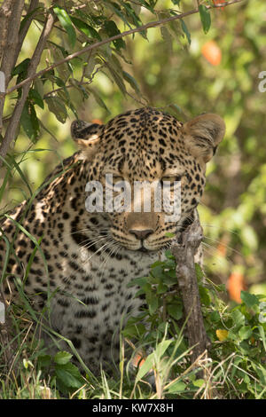 Africa maschio leopard (Panthera pardus) fissando rabbiosamente in ombreggiata area erbosa nel Masai Mara in Kenya Foto Stock