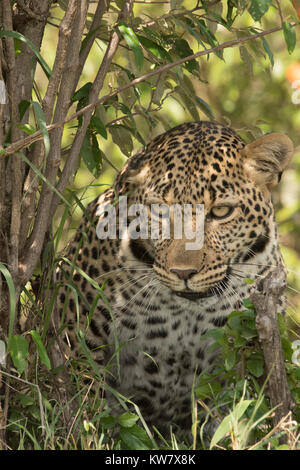 Africa maschio leopard (Panthera pardus) fissando rabbiosamente in ombreggiata area erbosa nel Masai Mara in Kenya Foto Stock