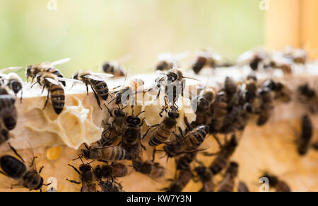 Api mellifere closeup, macro, BEE HIVE Foto Stock