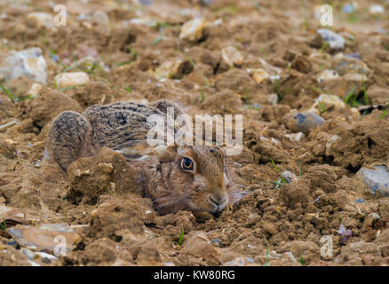 Brown lepre che giace prono su un terreno coltivato campo e heavly mimetizzata contro intercettati. Foto Stock