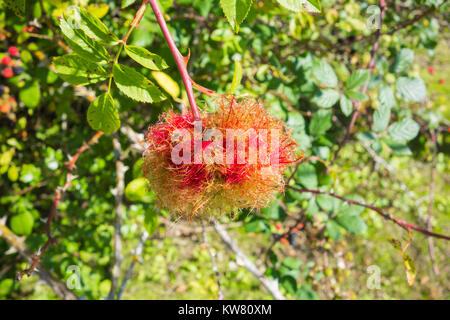 Robin's puntaspilli fiele (Diplolepis rosae) su rosa canina è una crescita parassita causato dal fiele wasp Foto Stock