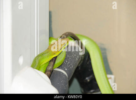 Rosso-verde codato rat-serpente avvolto a spirale attorno all'unità aria condizionata Bako National Park Visitor Centre Sarawak Borneo Foto Stock