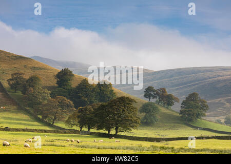 Una immagine di un gruppo di alberi in Misty Hills della Valle di Edale, Derbyshire, Inghilterra, Regno Unito. Edale è una parte del parco nazionale del Peak District. Foto Stock