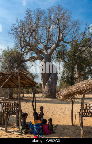 Intreccia due alberi di baobab sono simboliche per amore e per l'industria dolciaria. Madagascar, Africa. Foto Stock