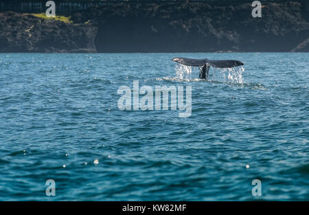 Flusso di acqua off balena grigia come coda che si immerge verso il basso alla ricerca di cibo Foto Stock