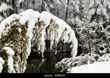 Coperta di neve rami del fiume Foto Stock