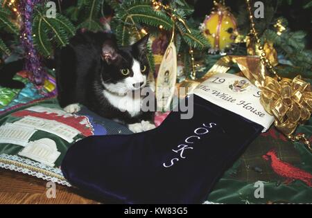 Calze il gatto del primo animale domestico del presidente Bill Clinton e la prima moglie Hillary Rodham Clinton, con pelo nero, bianco viso e occhi color ambra, poggia sul mantello alla base dell albero di Natale decorato per le feste alla Casa Bianca, custodendo la sua marina vacanza velluto calza monogrammed con il suo nome, 'SOCKS, ' Washington, Distretto di Columbia, Dicembre 21, 1993. Foto Stock