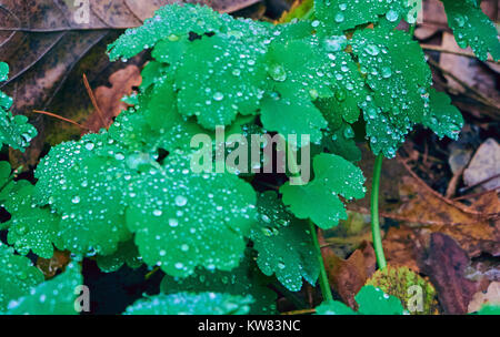 Celandine lascia completamente coperto con rugiada di mattina Foto Stock