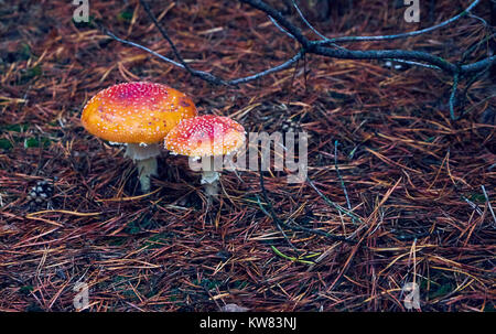 Rosso funghi psicotrope. Amanita muscaria close up Foto Stock