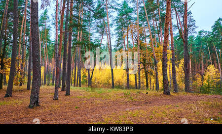 Autumn lawn. Trees colored with green and yellow colors Foto Stock
