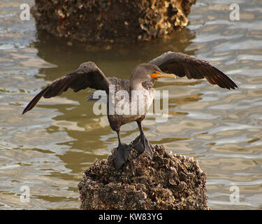 Cormorano l'asciugatura è ali su un molo roccioso in Cedar Key, Florida Foto Stock