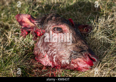 Testa di cervo, raw cane alimentazione, modello preda Foto Stock