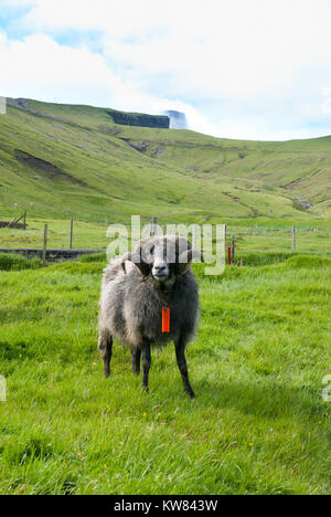Le pecore di fronte alla rupe Beinisvørð nelle isole Faerøer Foto Stock