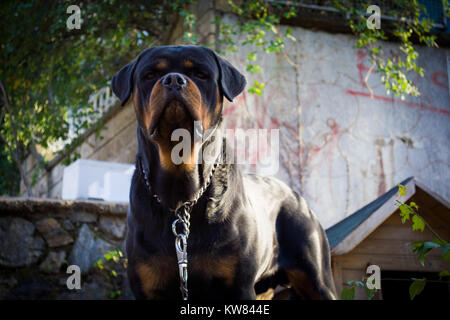 Ritratto di riproduttori di razza Rottweiler cane in giardino Foto Stock