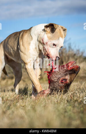 Cane mangia cane raw cibo Foto Stock