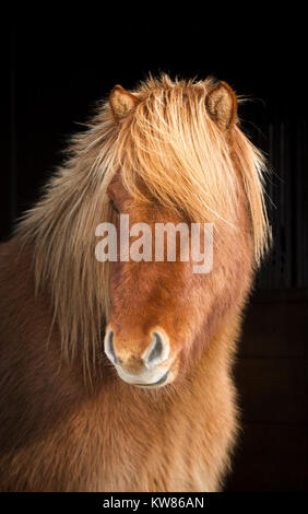 Una curiosa cavallo islandese in cappotto invernale Foto Stock