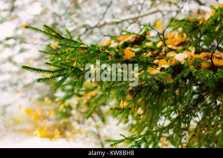 Verde albero di abete rosso. Coperte di neve fresca soleggiato verde abete rami di alberi e gli aghi. Allegro inverno e di Natale scena. Sfondo naturale per il h Foto Stock