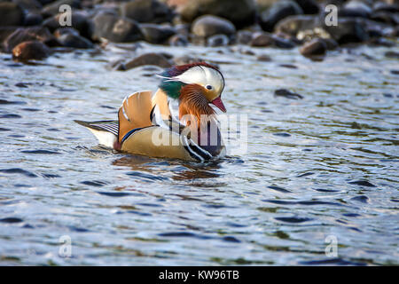 Mandarin Duck mostra sul fiume Esk, Musselburgh, Scozia. Foto Stock