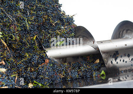 Vista superiore della lavorazione dell'uva metal machine la spremitura di uve Cabernet Sauvignon in una fabbrica di vigna Foto Stock