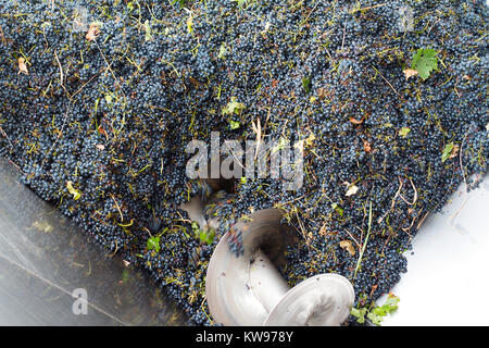 Vista superiore della lavorazione dell'uva metal machine la spremitura di uve Cabernet Sauvignon in una fabbrica di vigna Foto Stock