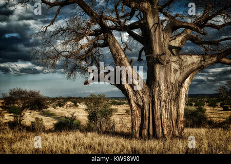 Baobab (Adansonia digitata) nel paesaggio del Parco Nazionale di Tarangire e, Tanzania Africa Foto Stock