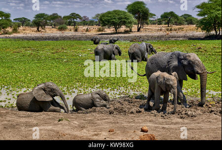 Bush africano elefanti a waterhole, Loxodonta africana, nel Parco Nazionale di Tarangire e, Tanzania Africa Foto Stock