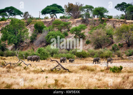 Allevamento di bush Africano elefanti, Loxodonta africana, nel Parco Nazionale di Tarangire e, Tanzania Africa Foto Stock