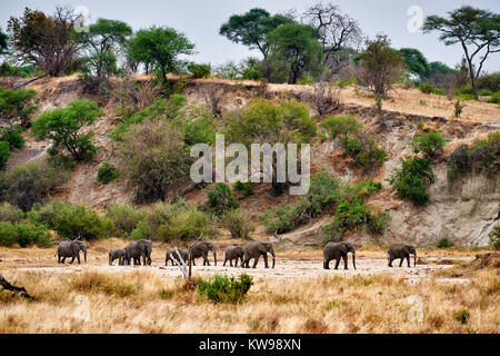 Allevamento di bush Africano elefanti, Loxodonta africana, nel Parco Nazionale di Tarangire e, Tanzania Africa Foto Stock