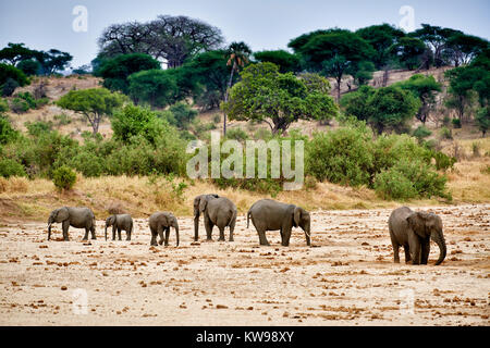 Allevamento di bush Africano elefanti, Loxodonta africana, nel Parco Nazionale di Tarangire e, Tanzania Africa Foto Stock