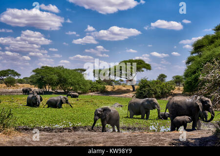 Bush africano elefanti a waterhole, Loxodonta africana, nel Parco Nazionale di Tarangire e, Tanzania Africa Foto Stock