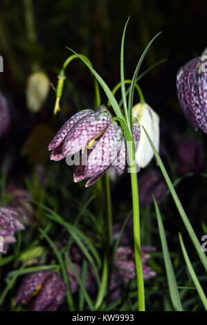 Close up di Snake Head Fritillary Fiore (Fritillaria meleagris) sul display a Harrogate spettacolo primaverile. Yorkshire, Inghilterra, Regno Unito. Foto Stock