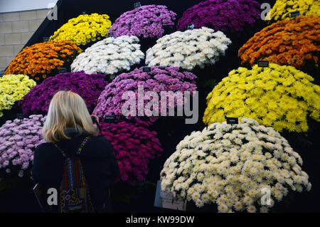 Una donna fotografo di scattare le foto di coloratissimi crisantemi sul display a Harrogate spettacolo primaverile. Yorkshire, Inghilterra, Regno Unito. Foto Stock