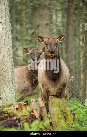 Due maschio Roosevelt Elk con loro i palchi rifilati a Northwest Trek Wildlife Park nei pressi di Eatonville, Washington, Stati Uniti d'America Foto Stock