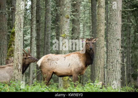 Due maschio Roosevelt Elk con loro i palchi rifilati a Northwest Trek Wildlife Park nei pressi di Eatonville, Washington, Stati Uniti d'America Foto Stock