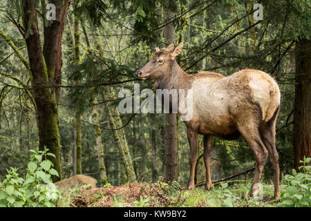 Maschio di Roosevelt Elk con il suo palchi rifilati a Northwest Trek Wildlife Park nei pressi di Eatonville, Washington, Stati Uniti d'America Foto Stock