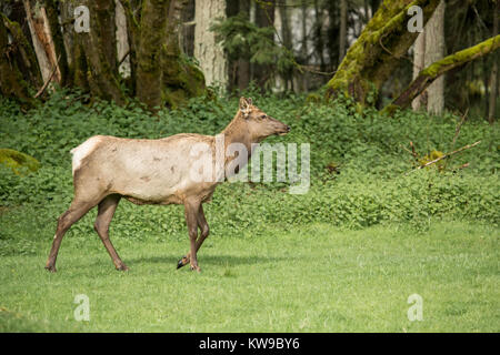 Femmina di Roosevelt Elk mucca camminando in Northwest Trek Wildlife Park nei pressi di Eatonville, Washington, Stati Uniti d'America Foto Stock