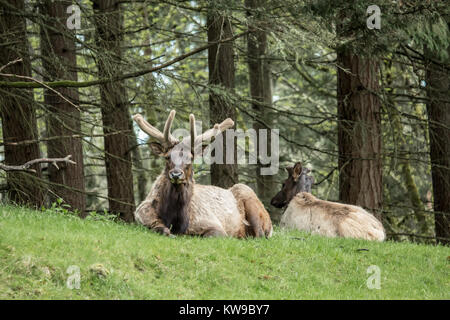 Due maschio Roosevelt Elk con pelliccia palchi a Northwest Trek Wildlife Park nei pressi di Eatonville, Washington, Stati Uniti d'America Foto Stock